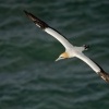 Terej australsky - Sula serrator - Australian Gannet - takapu 3050